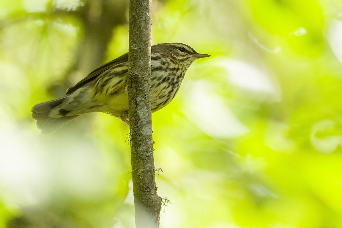 Northern Waterthrush - ML619474545