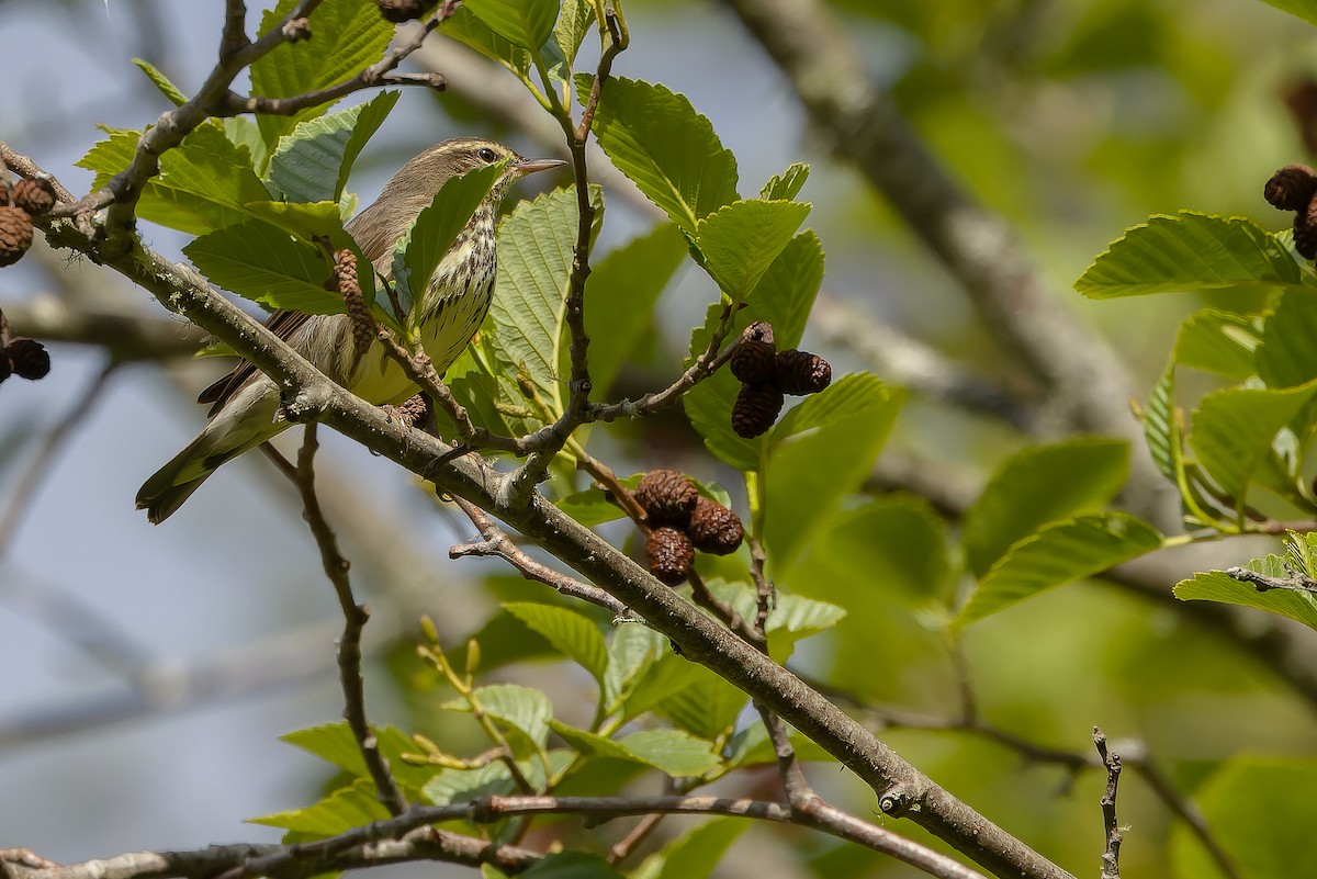 Northern Waterthrush - ML619474546