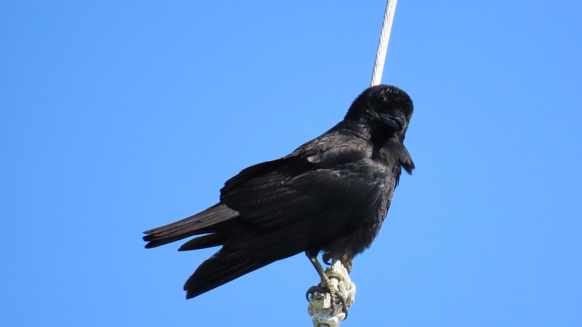 Carrion Crow - YUKIKO ISHIKAWA