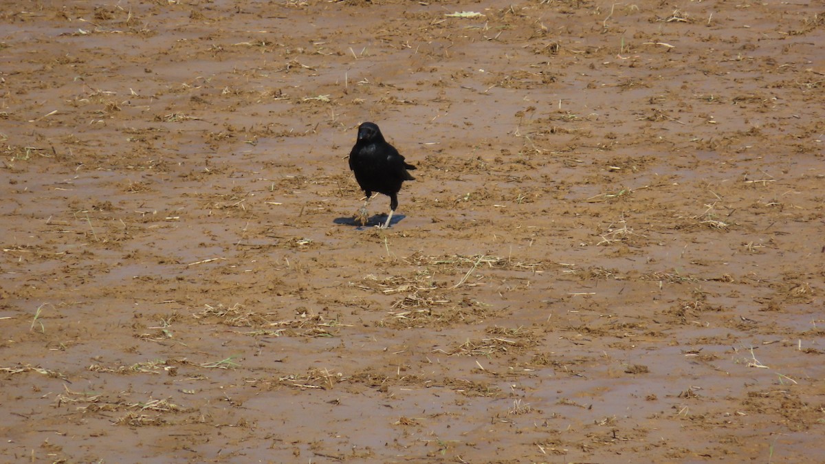 Carrion Crow - YUKIKO ISHIKAWA