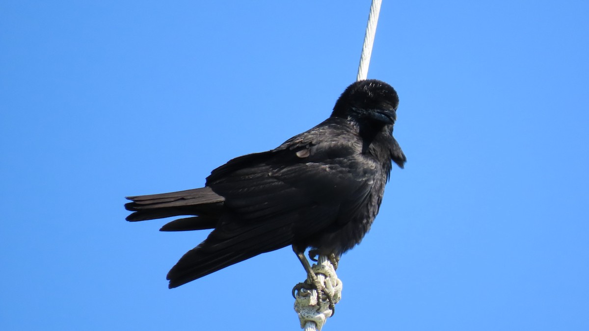 Carrion Crow - YUKIKO ISHIKAWA