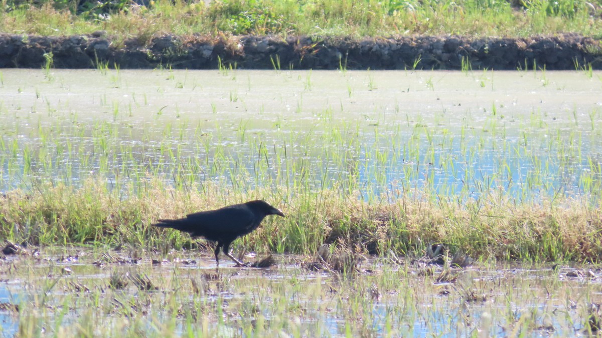 Carrion Crow - YUKIKO ISHIKAWA