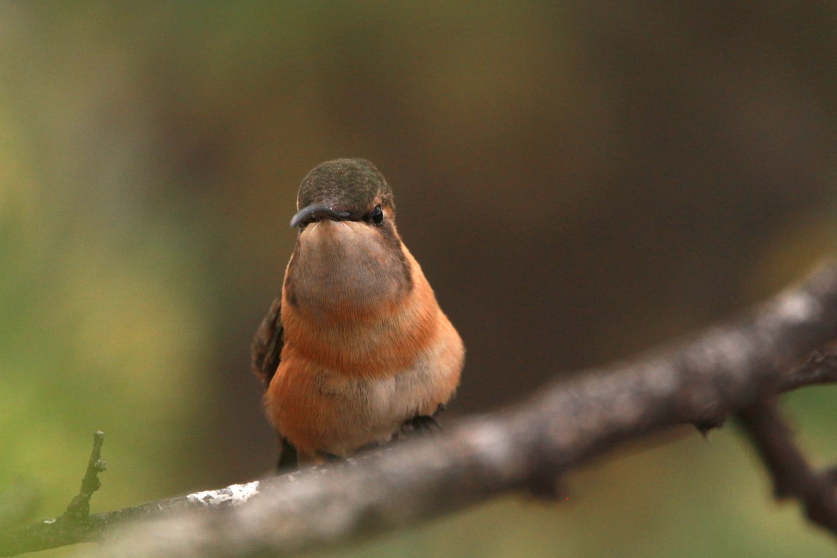 Lucifer Hummingbird - Jesse Pline