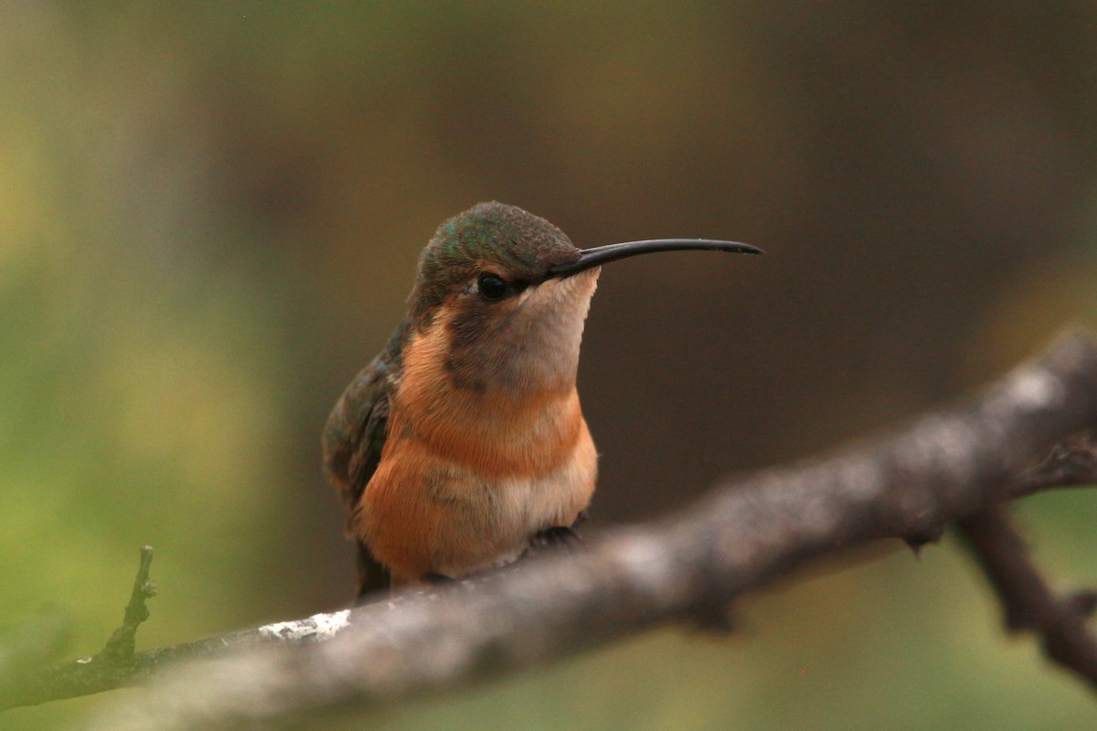 Lucifer Hummingbird - Jesse Pline