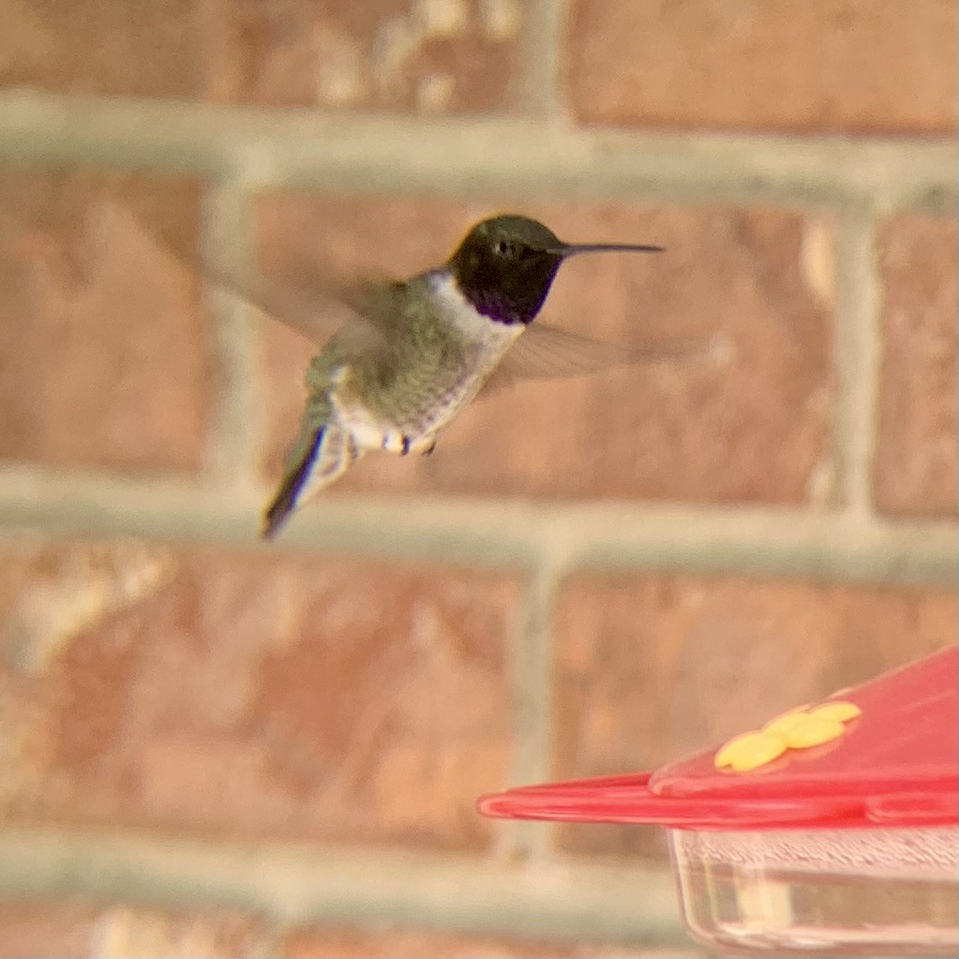 Black-chinned Hummingbird - Rob Kent de Grey