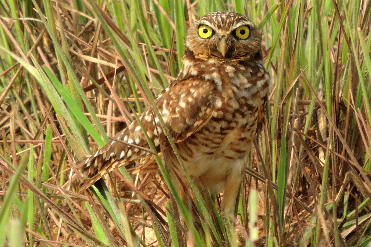 Burrowing Owl - Licinio Garrido Hoyos