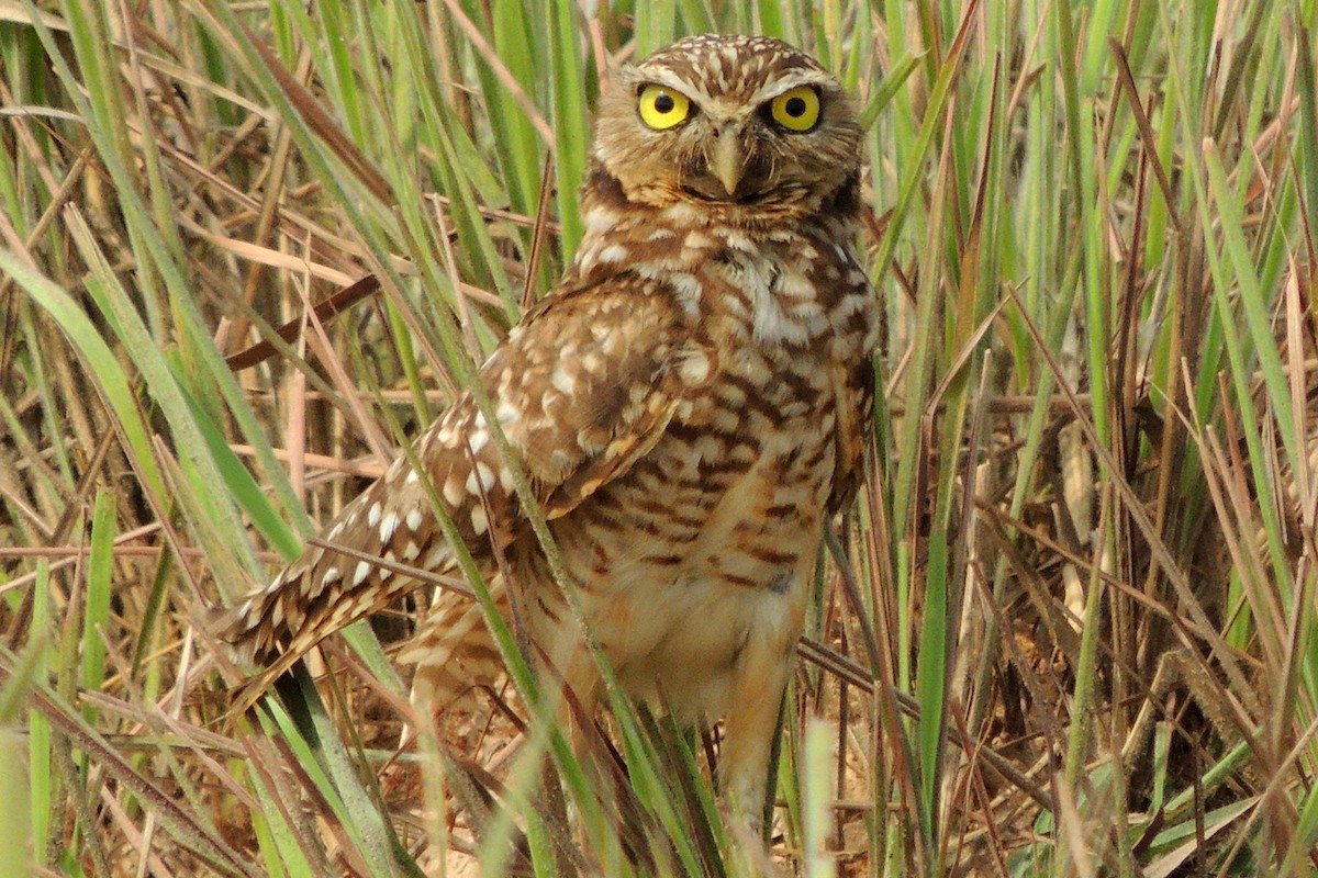 Burrowing Owl - Licinio Garrido Hoyos