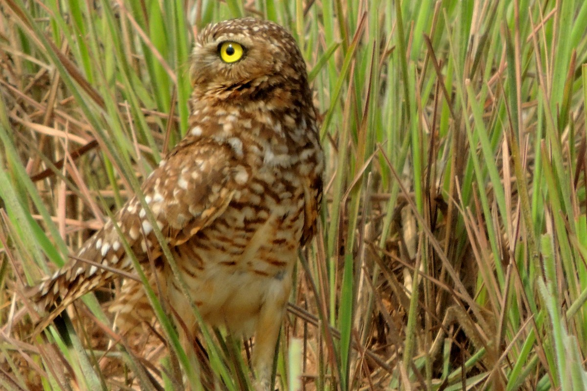 Burrowing Owl - Licinio Garrido Hoyos