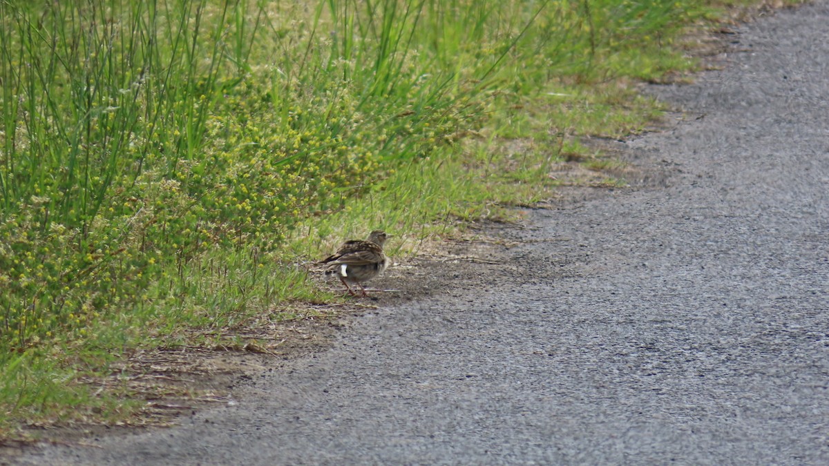 Eurasian Skylark - YUKIKO ISHIKAWA