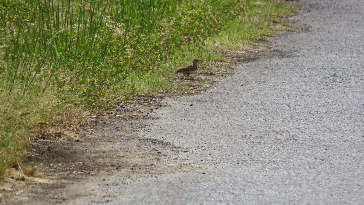 Eurasian Skylark - YUKIKO ISHIKAWA