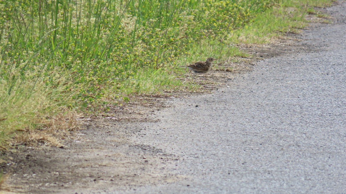 Eurasian Skylark - YUKIKO ISHIKAWA