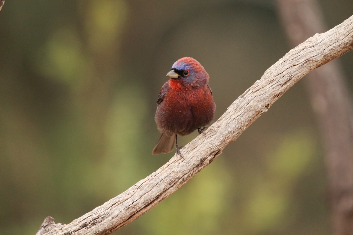 Varied Bunting - Jesse Pline