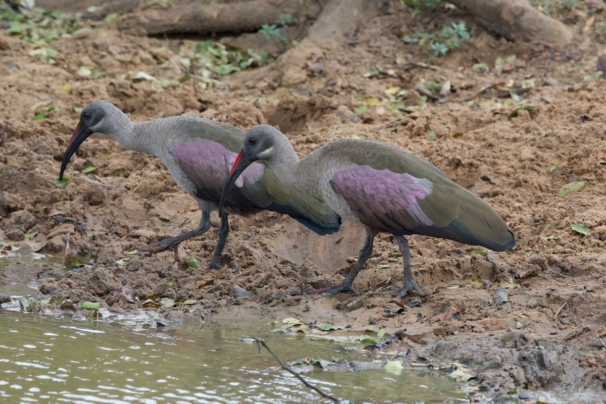 Hadada Ibis - Nick Leiby