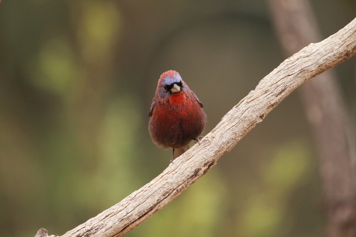 Varied Bunting - Jesse Pline