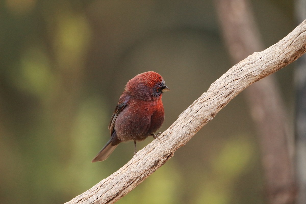 Varied Bunting - Jesse Pline