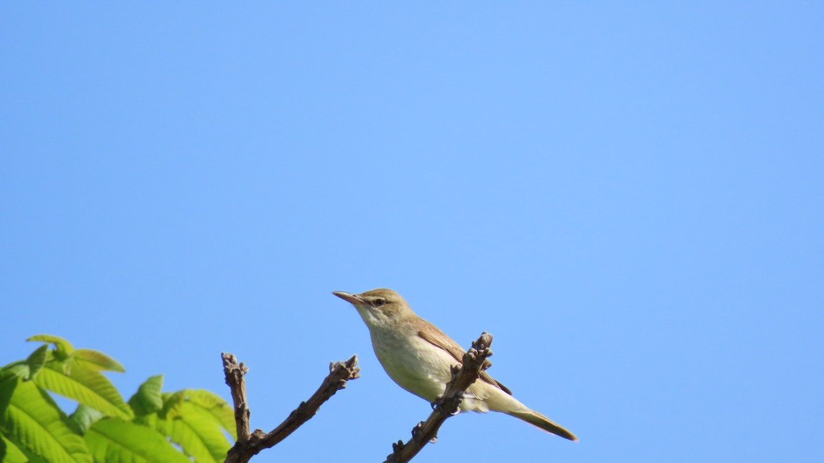 Oriental Reed Warbler - YUKIKO ISHIKAWA