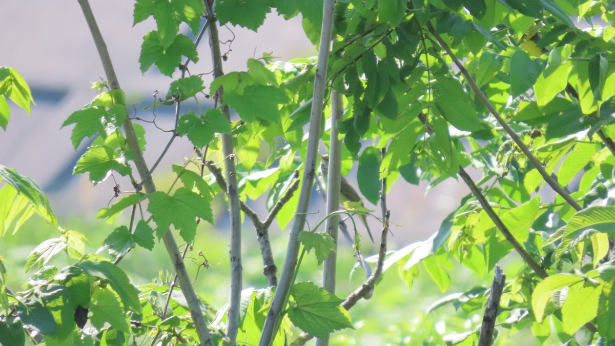 Oriental Reed Warbler - YUKIKO ISHIKAWA