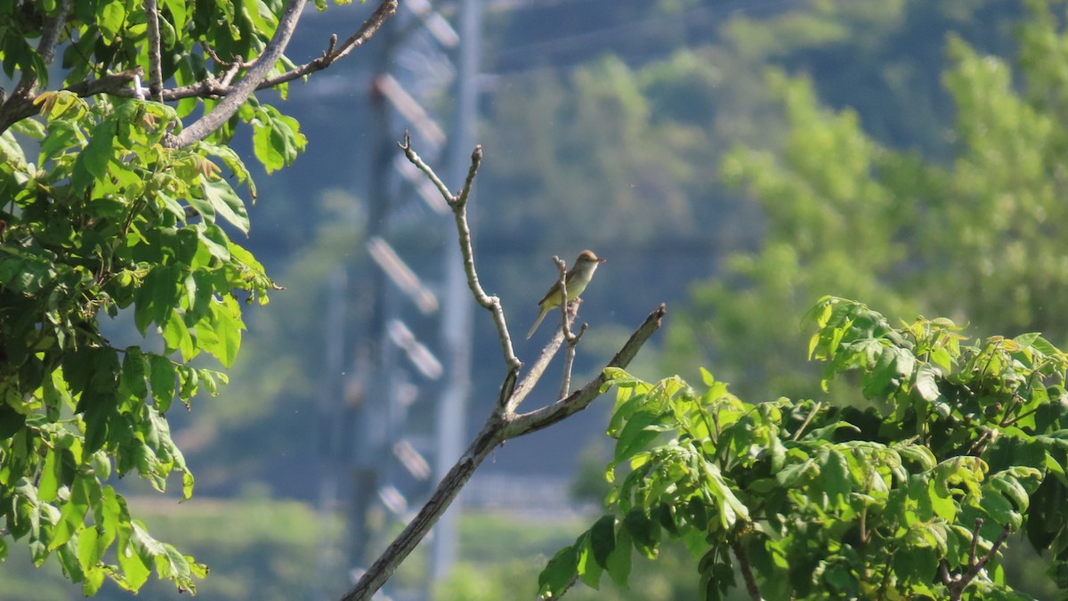 Oriental Reed Warbler - YUKIKO ISHIKAWA