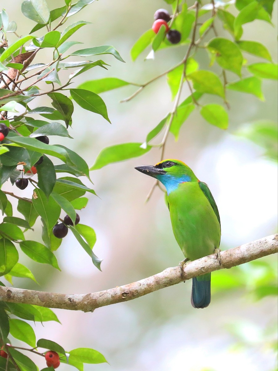 Yellow-crowned Barbet - Matthias Alberti