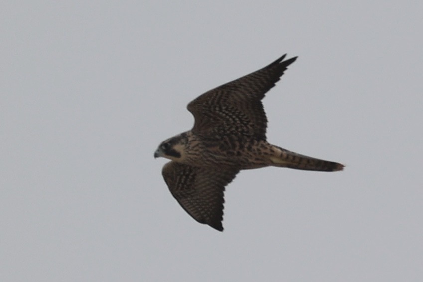 Peregrine Falcon - Ann Stockert