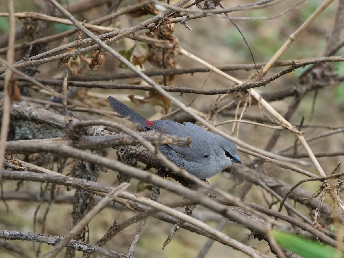 Black-tailed Waxbill - ML619474630