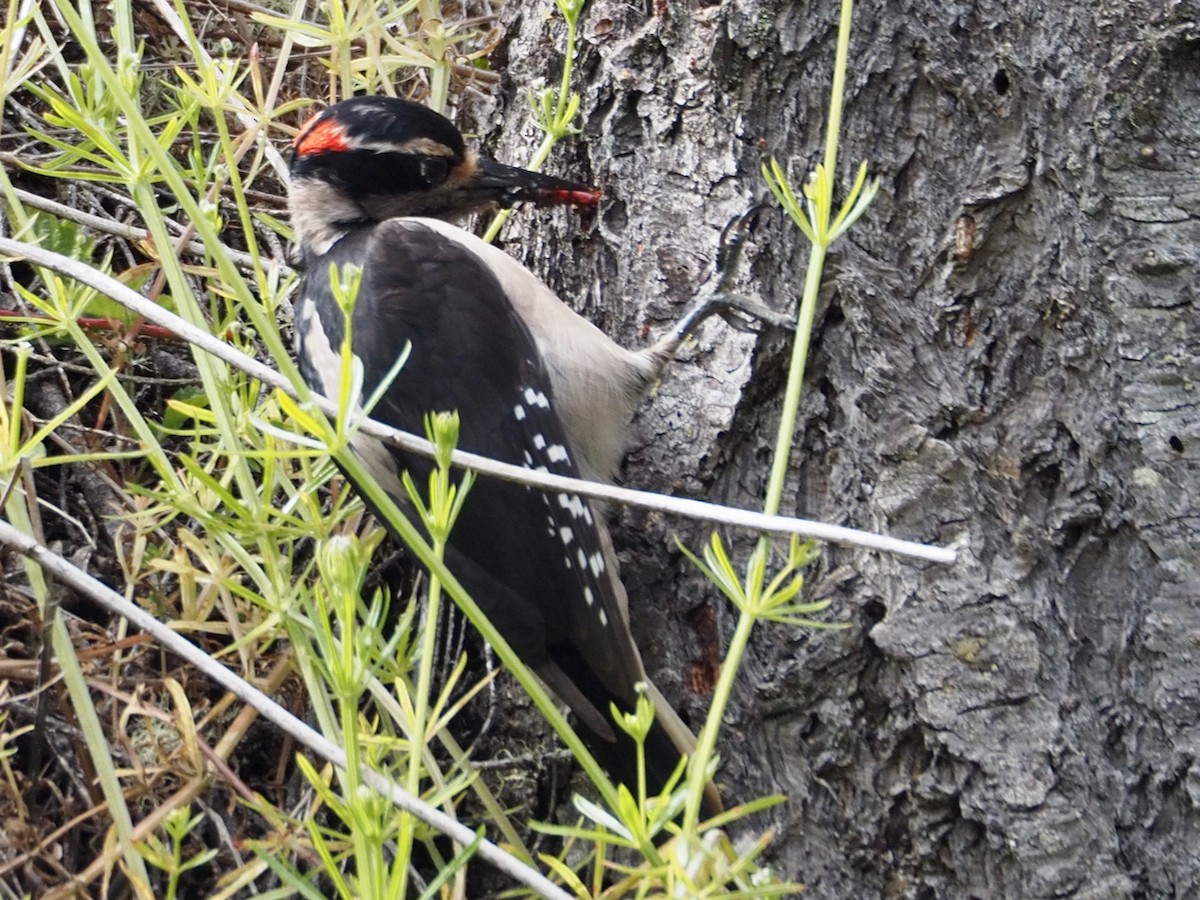 Hairy Woodpecker - Wendy Feltham