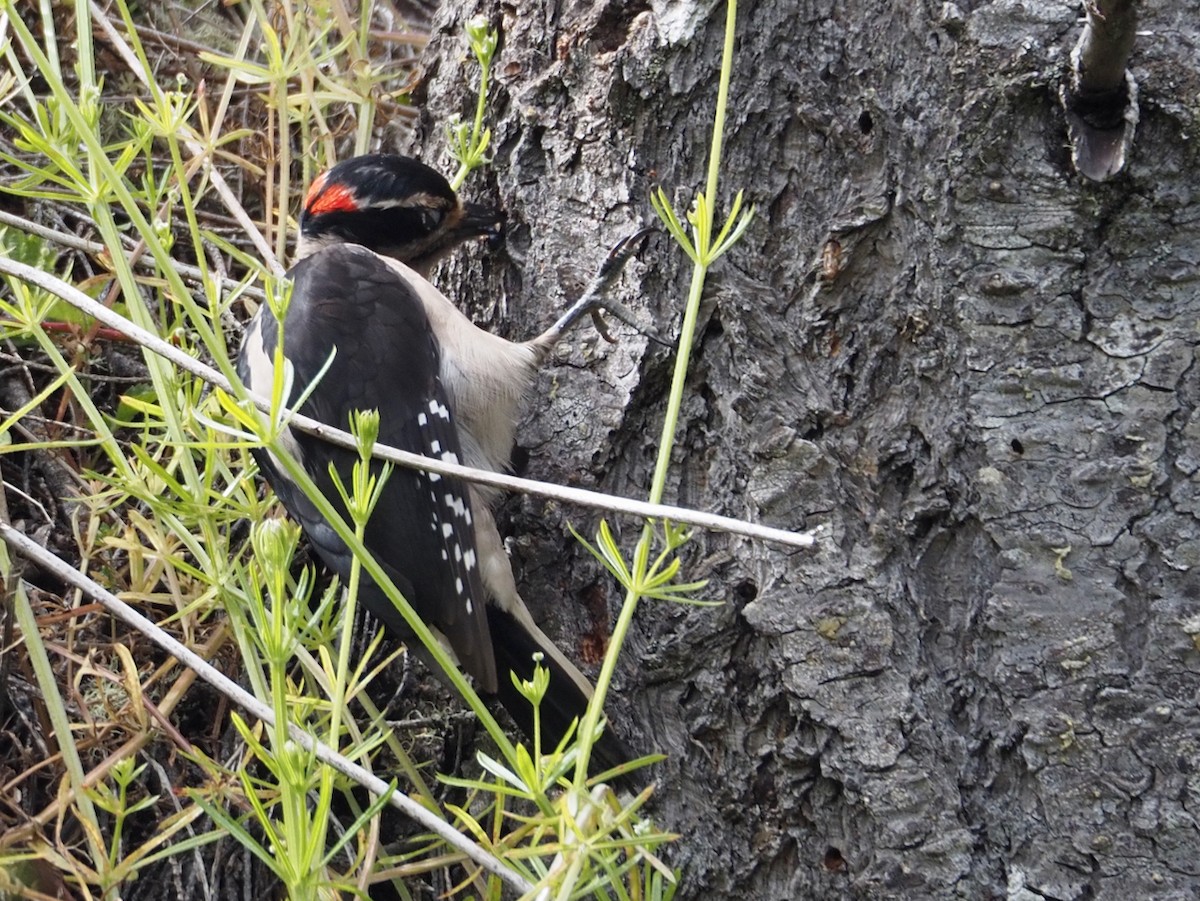 Hairy Woodpecker - Wendy Feltham