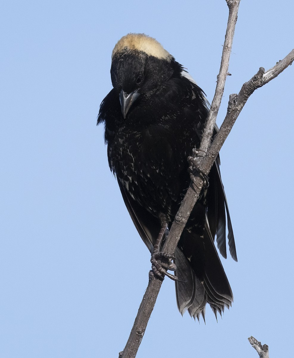 Bobolink - Louisa Evers