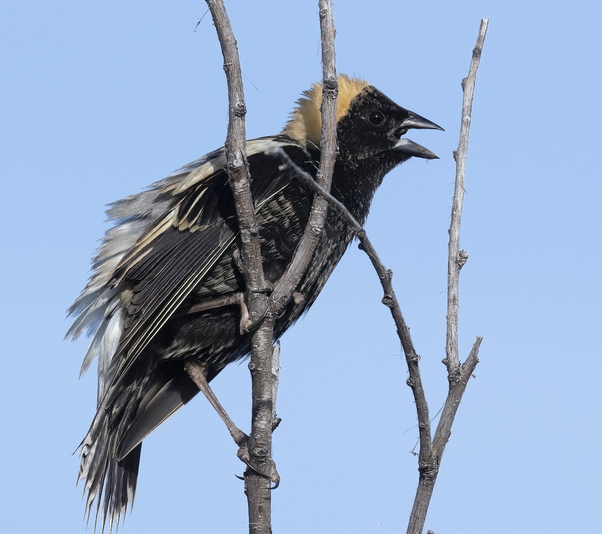 Bobolink - Louisa Evers