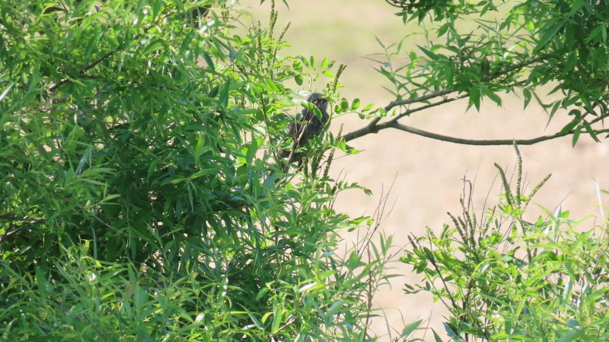 Brown-eared Bulbul - YUKIKO ISHIKAWA