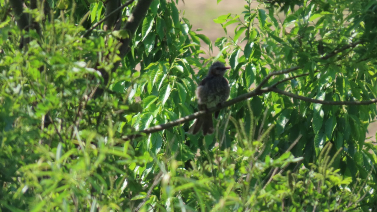 Brown-eared Bulbul - YUKIKO ISHIKAWA