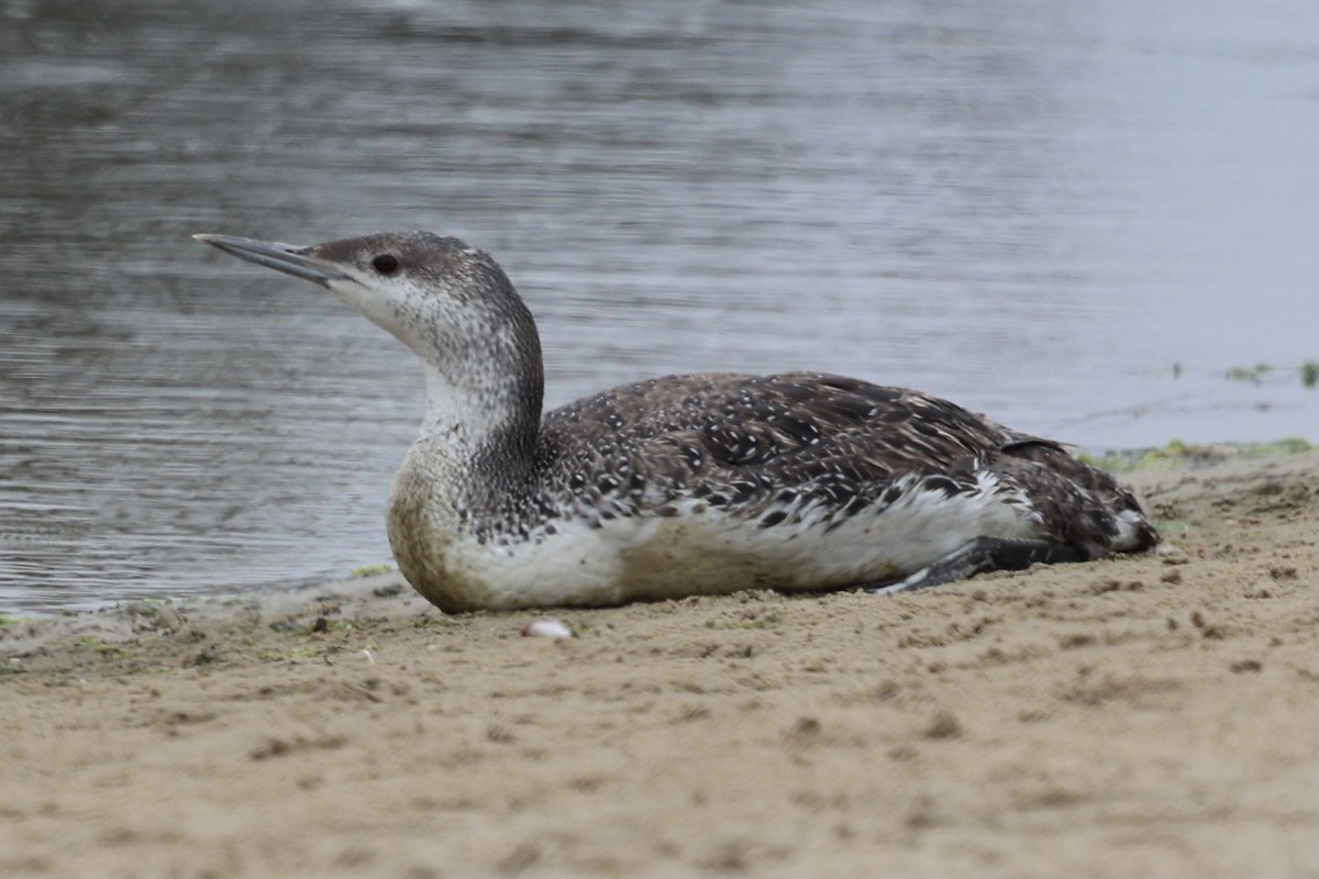 Red-throated Loon - Ann Stockert