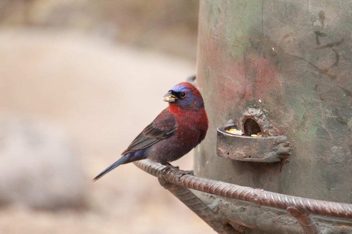 Varied Bunting - Jesse Pline