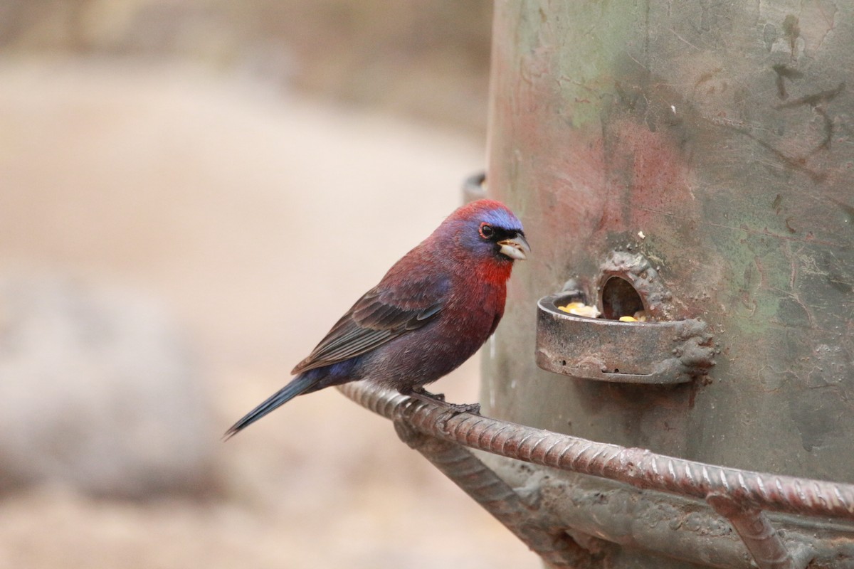 Varied Bunting - Jesse Pline