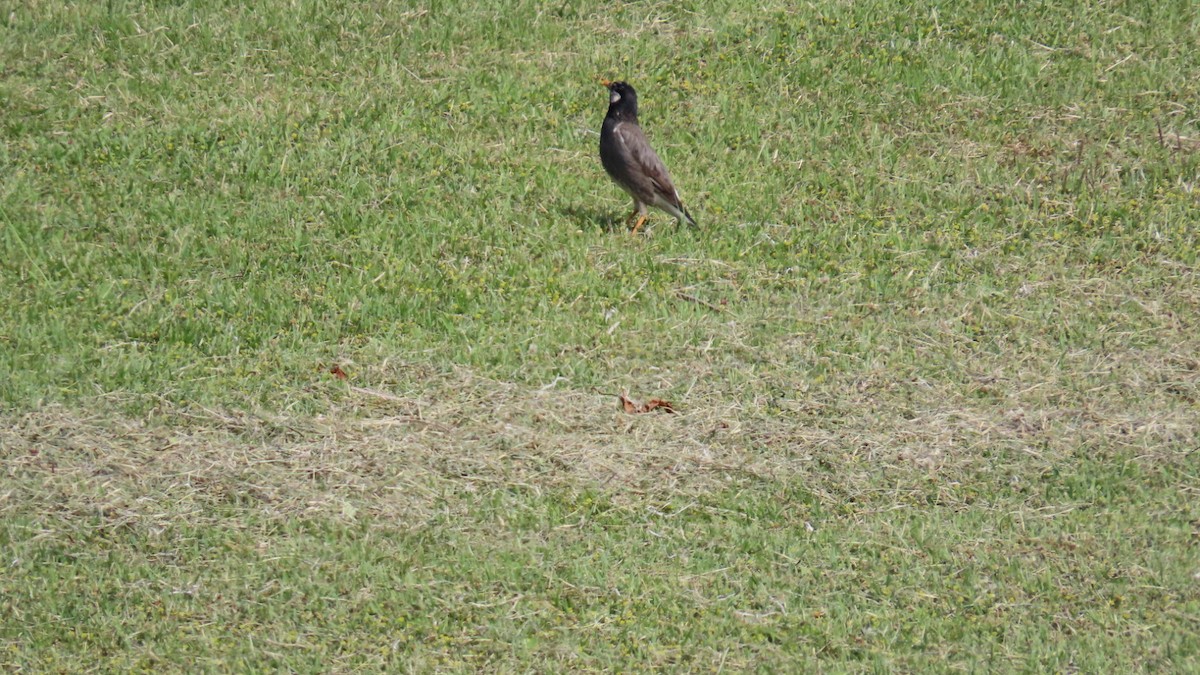 White-cheeked Starling - YUKIKO ISHIKAWA