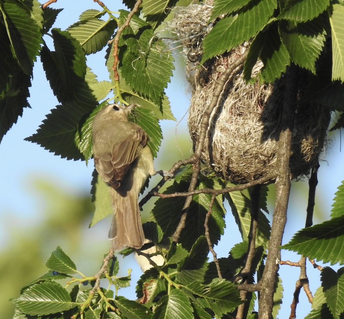 Warbling Vireo - T C