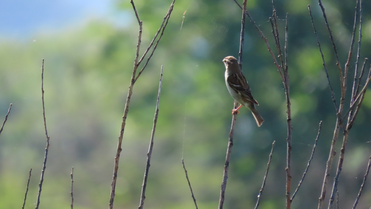 Russet Sparrow - YUKIKO ISHIKAWA