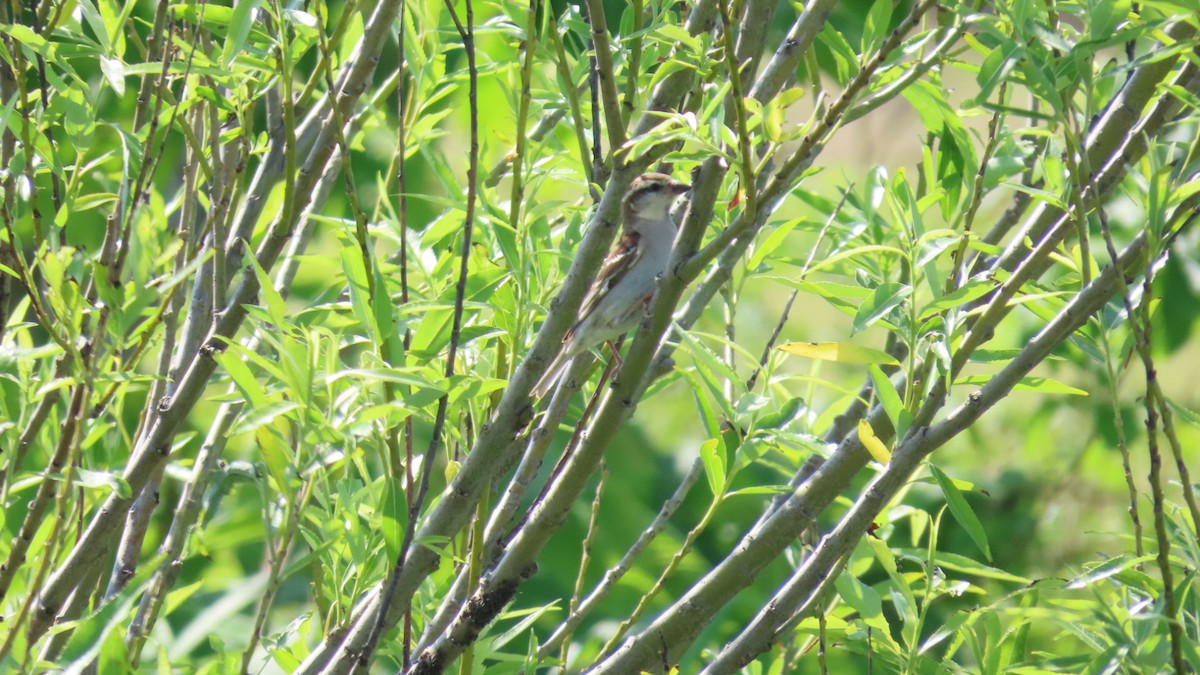 Russet Sparrow - YUKIKO ISHIKAWA