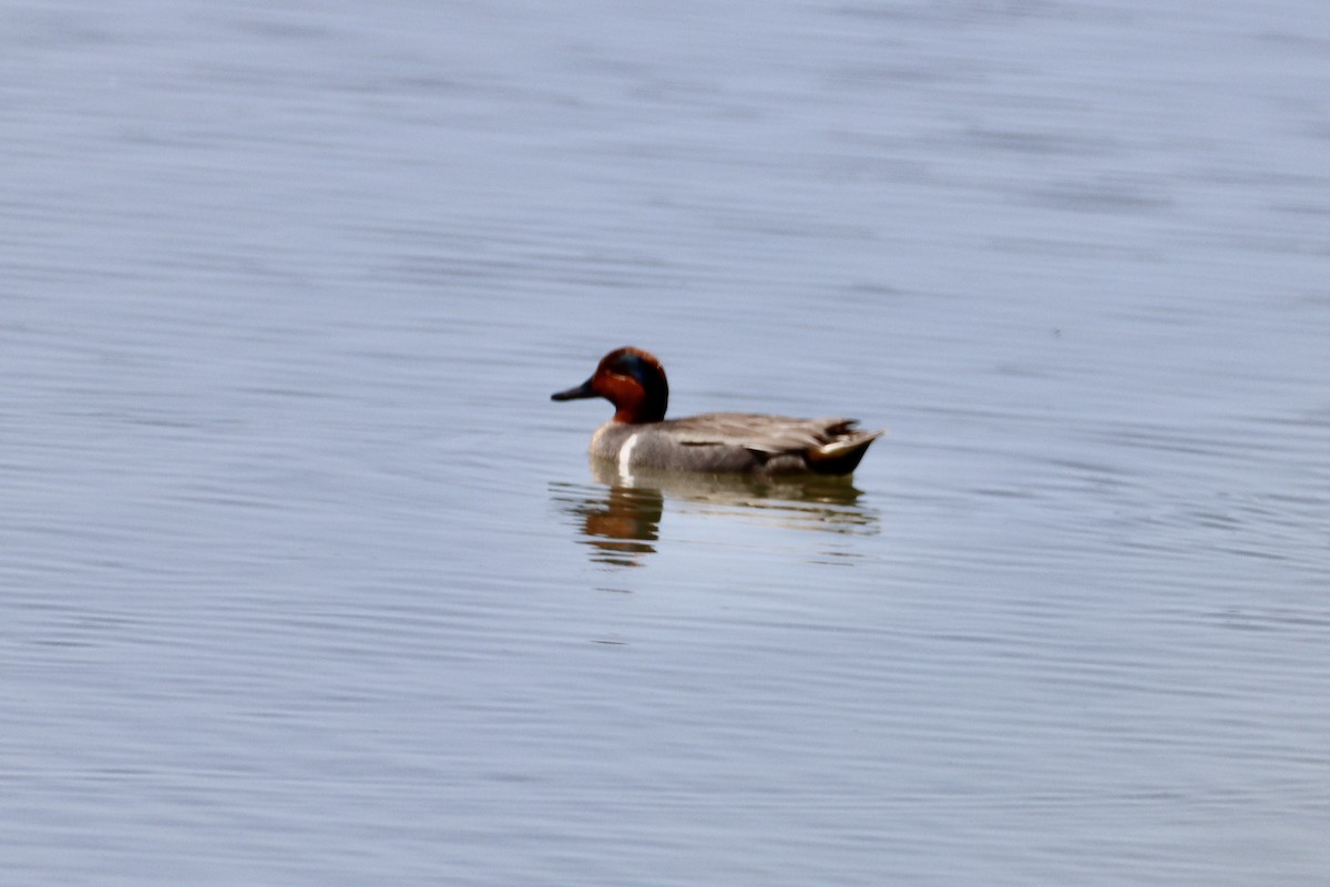 Green-winged Teal - Nat Smale