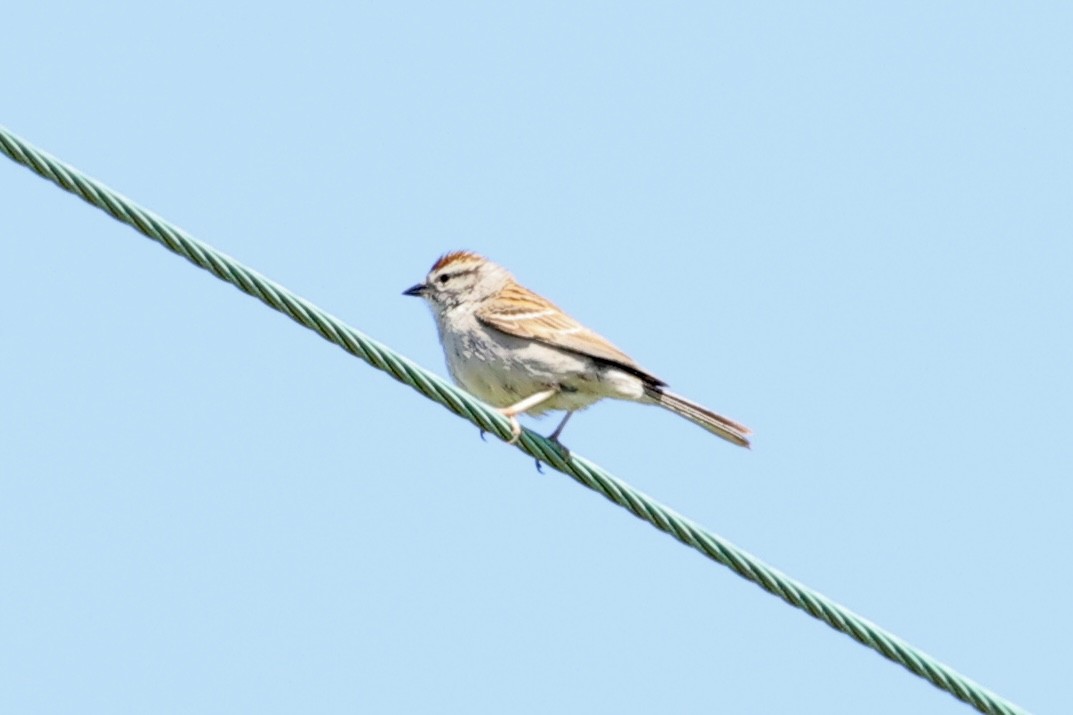 Chipping Sparrow - Summer Lee