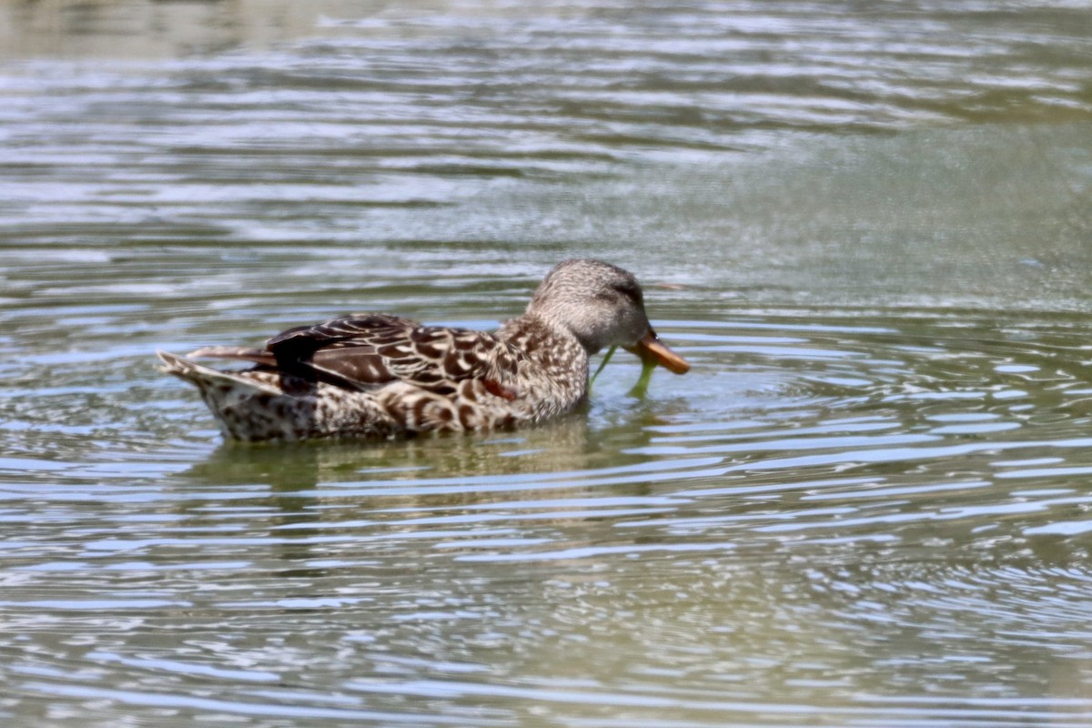 Gadwall - Nat Smale