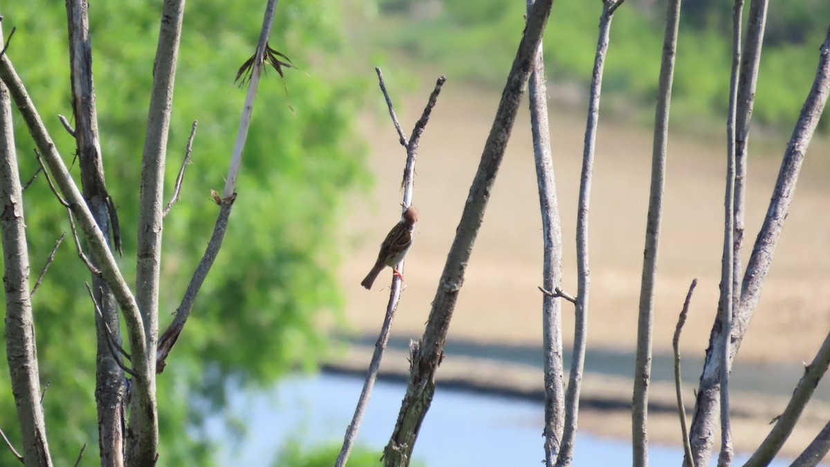 Eurasian Tree Sparrow - YUKIKO ISHIKAWA