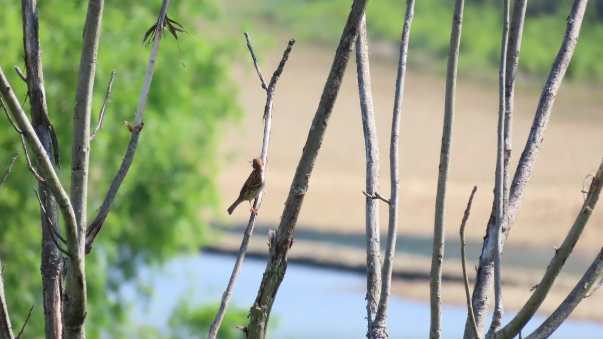 Eurasian Tree Sparrow - YUKIKO ISHIKAWA