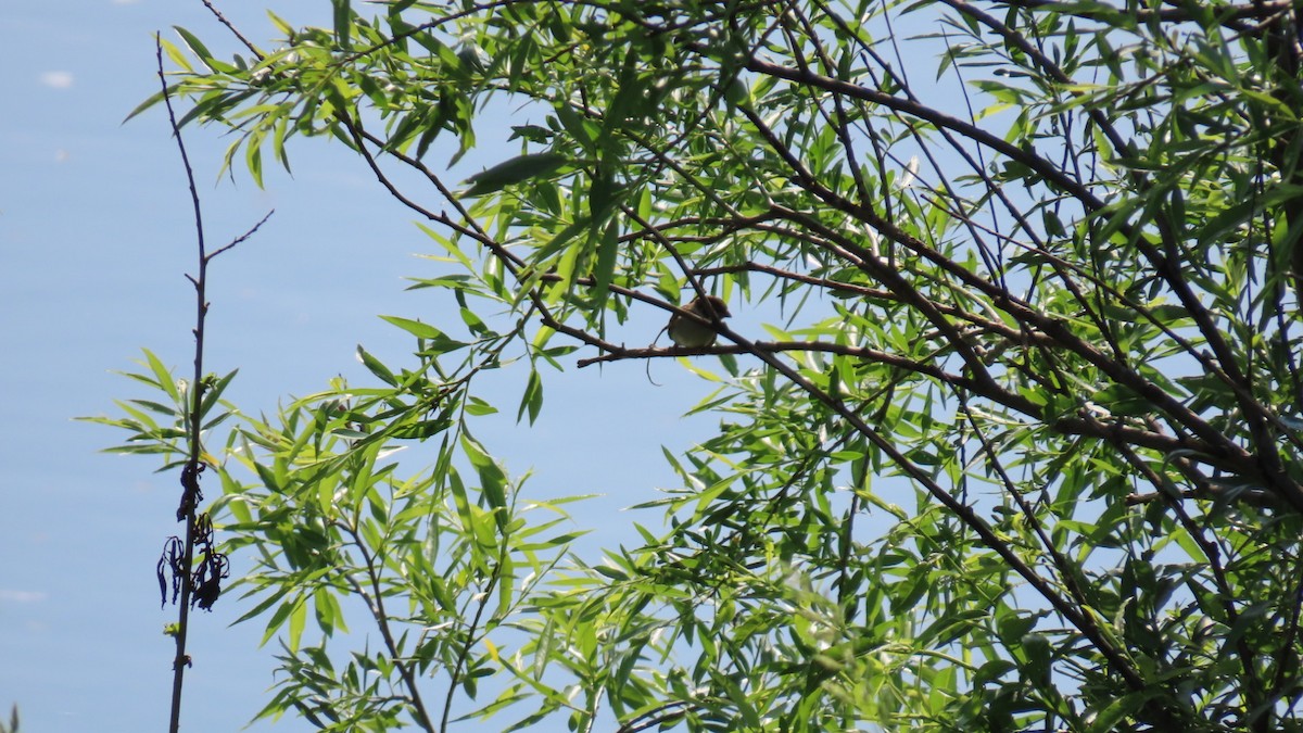 Eurasian Tree Sparrow - YUKIKO ISHIKAWA