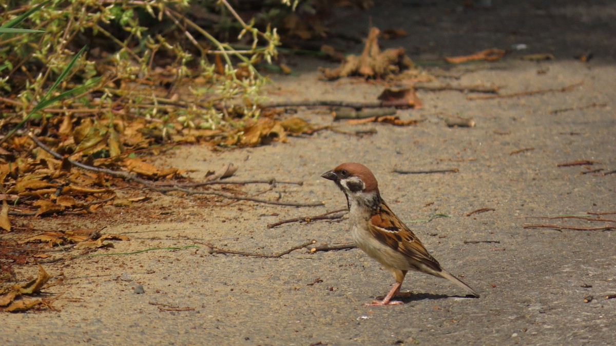 Eurasian Tree Sparrow - YUKIKO ISHIKAWA