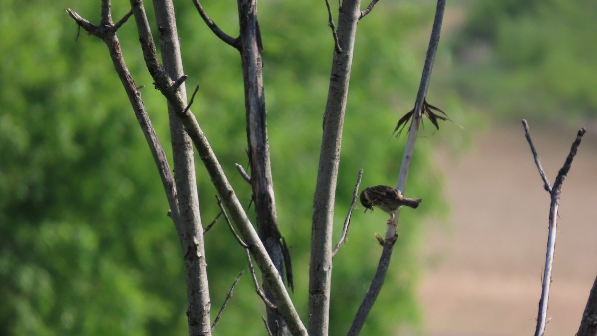 Eurasian Tree Sparrow - YUKIKO ISHIKAWA