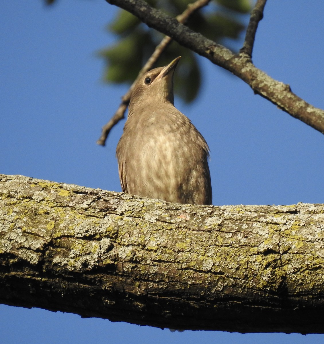 European Starling - T C