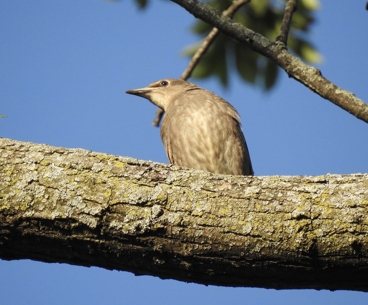 European Starling - T C