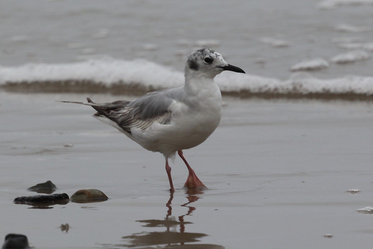 Bonaparte's Gull - Ann Stockert