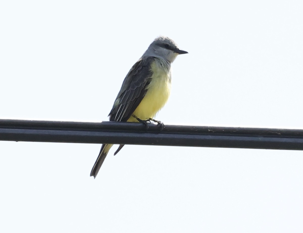 Western Kingbird - Summer Lee